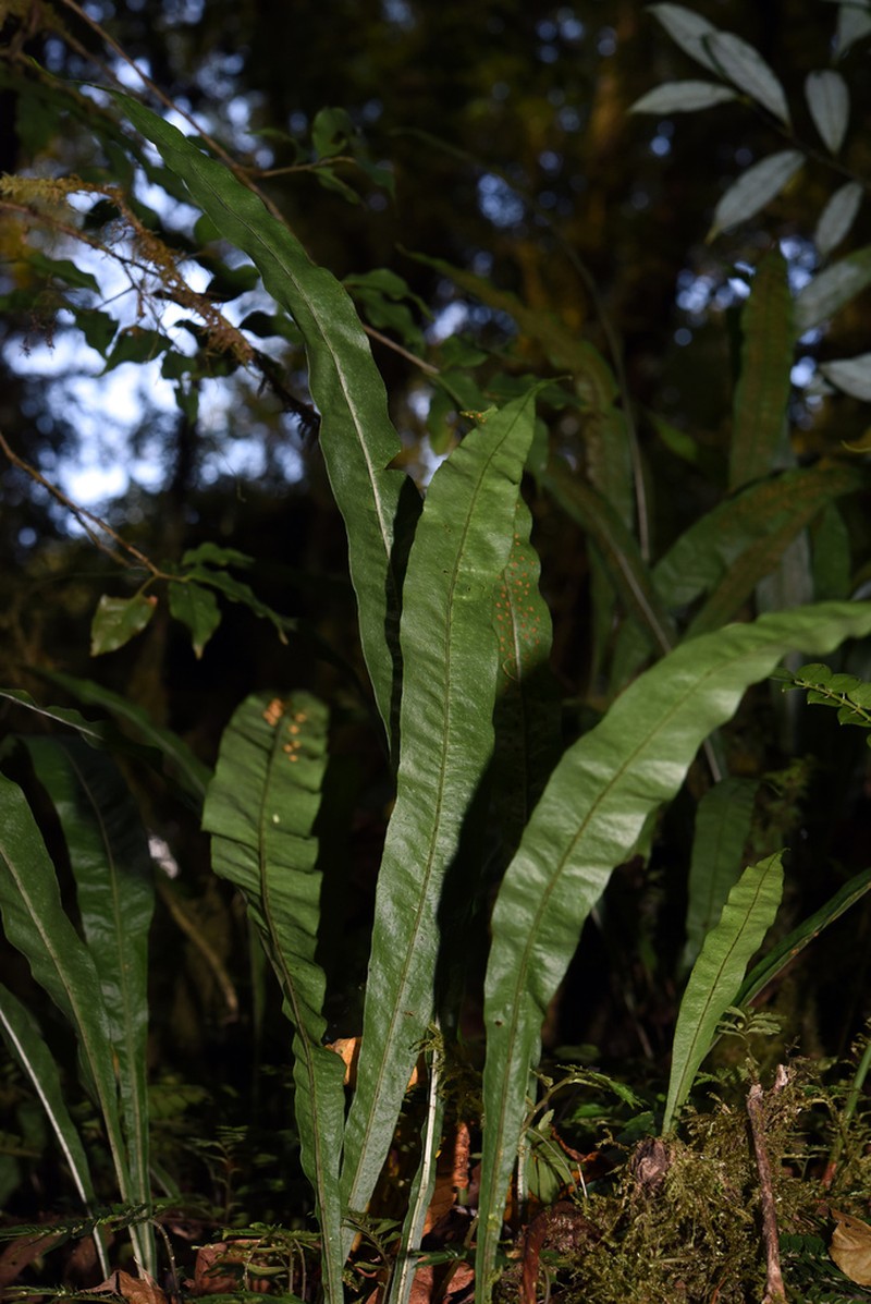 Lepisorus normalis photo 3