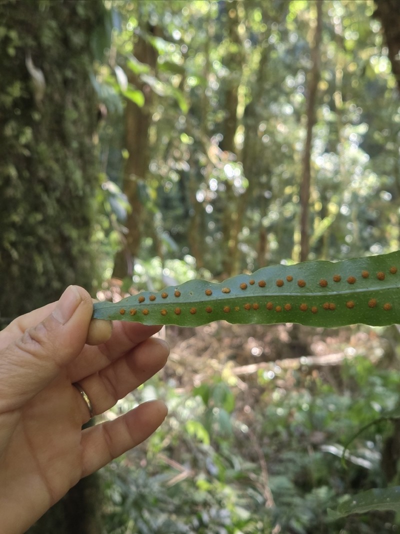 Lepisorus normalis photo 4