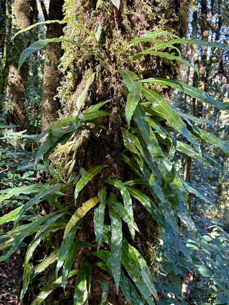 Lepisorus normalis photo 5