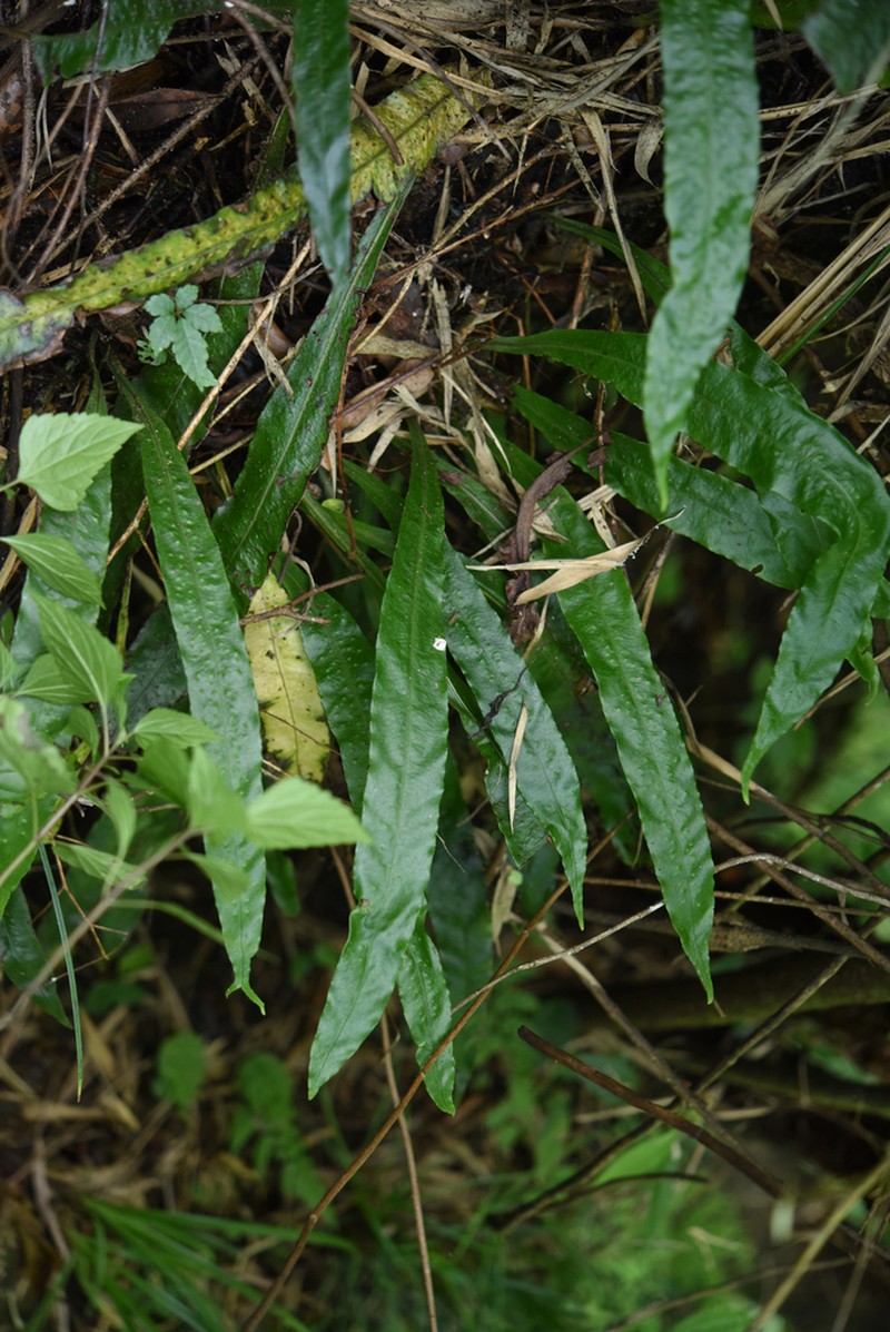 Lepisorus normalis photo 7