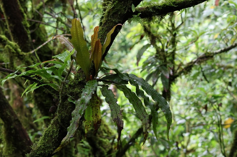 Lepisorus normalis photo 8