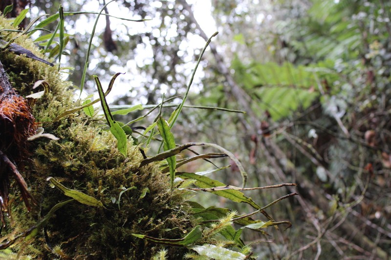 Lepisorus novoguineensis