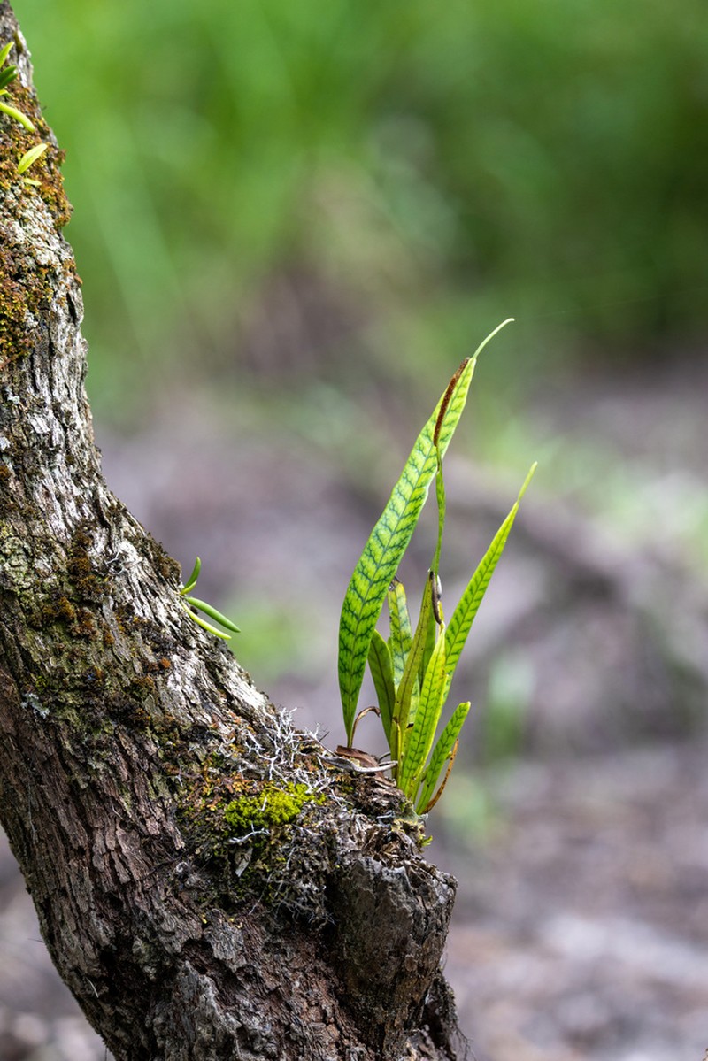 Lepisorus novoguineensis photo 2