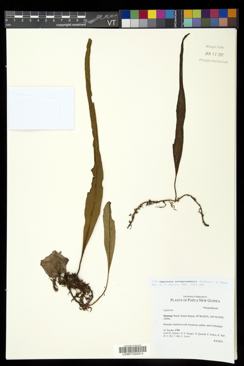Lepisorus novoguineensis photo 3