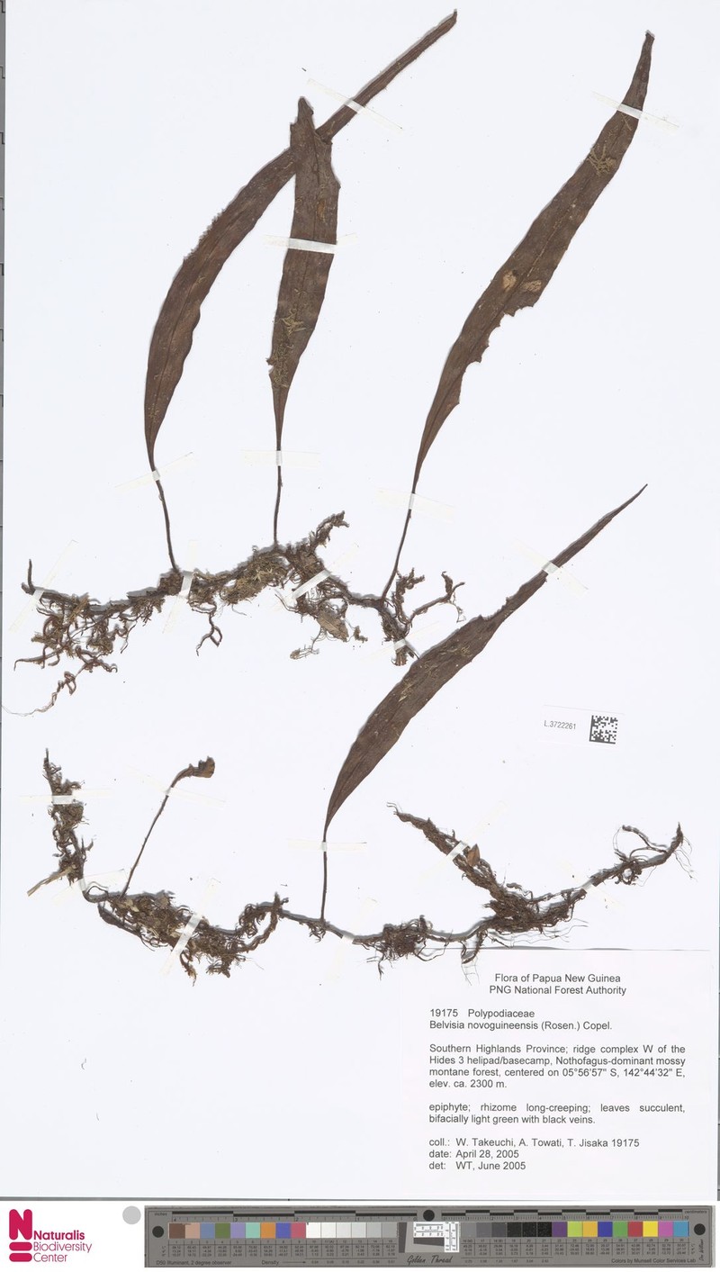 Lepisorus novoguineensis photo 4