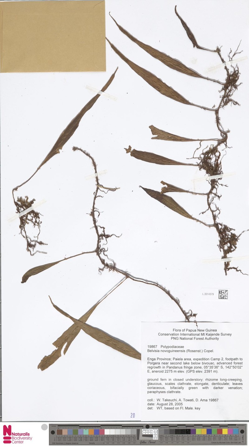 Lepisorus novoguineensis photo 5
