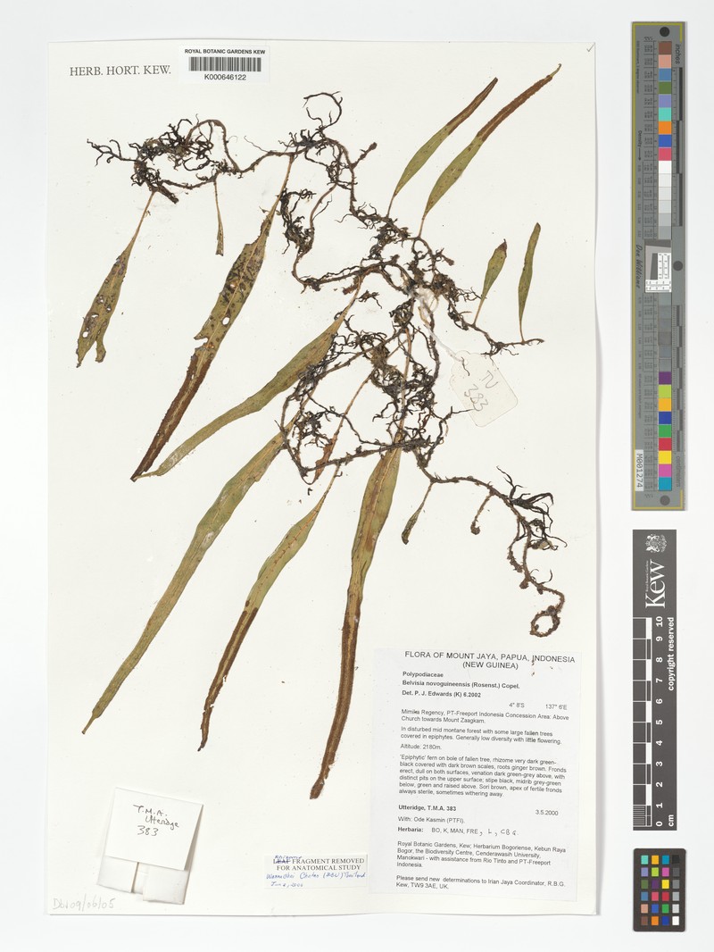 Lepisorus novoguineensis photo 6