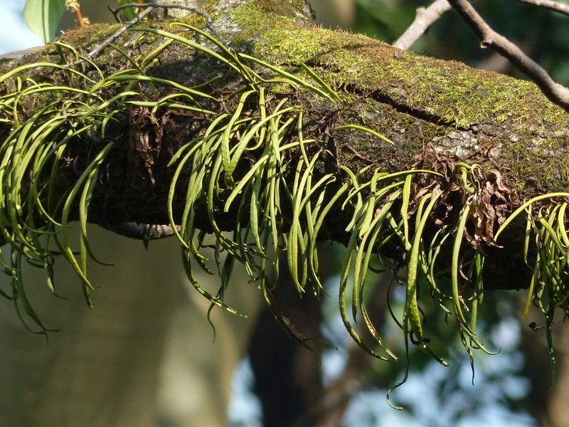 Lepisorus nudus