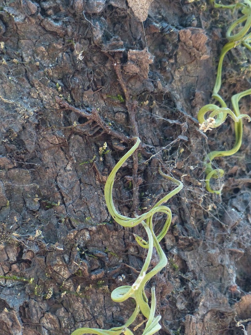 Lepisorus nudus photo 2