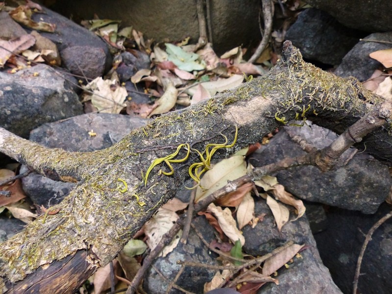 Lepisorus nudus photo 3
