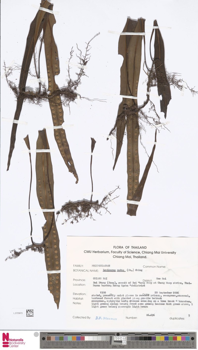 Lepisorus nudus photo 4
