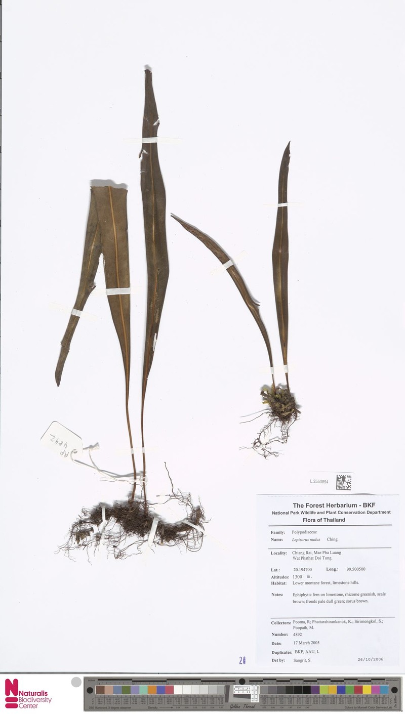 Lepisorus nudus photo 5