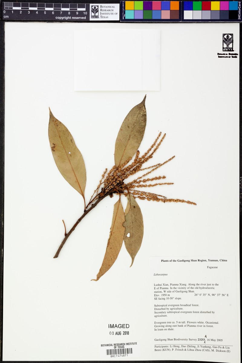Lepisorus nudus photo 6