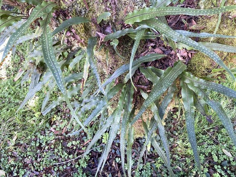 Lepisorus obscure-venulosus