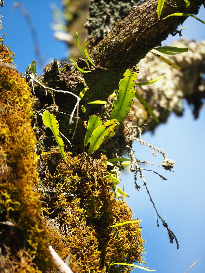 Lepisorus obscure-venulosus photo 3