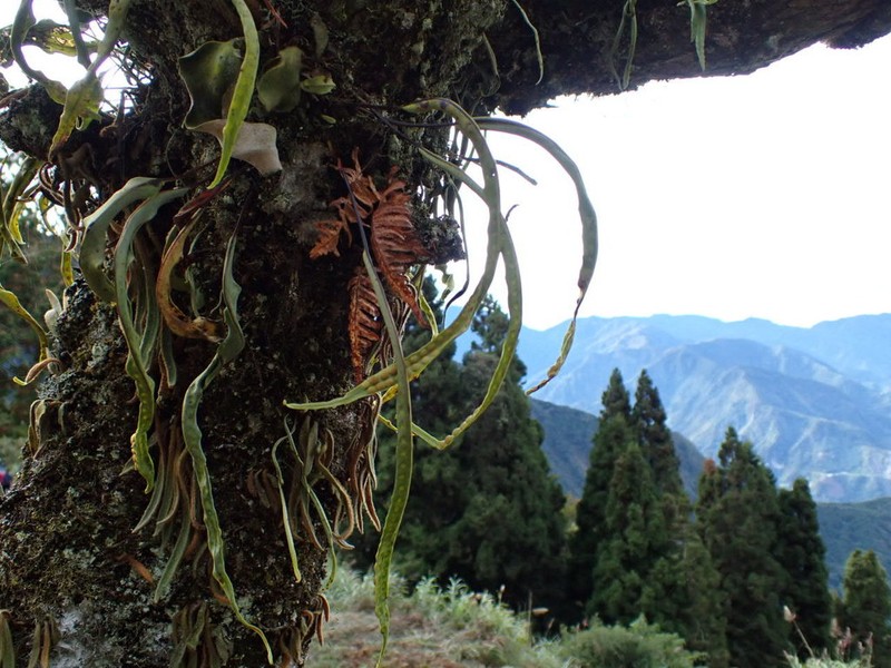 Lepisorus obscure-venulosus photo 5