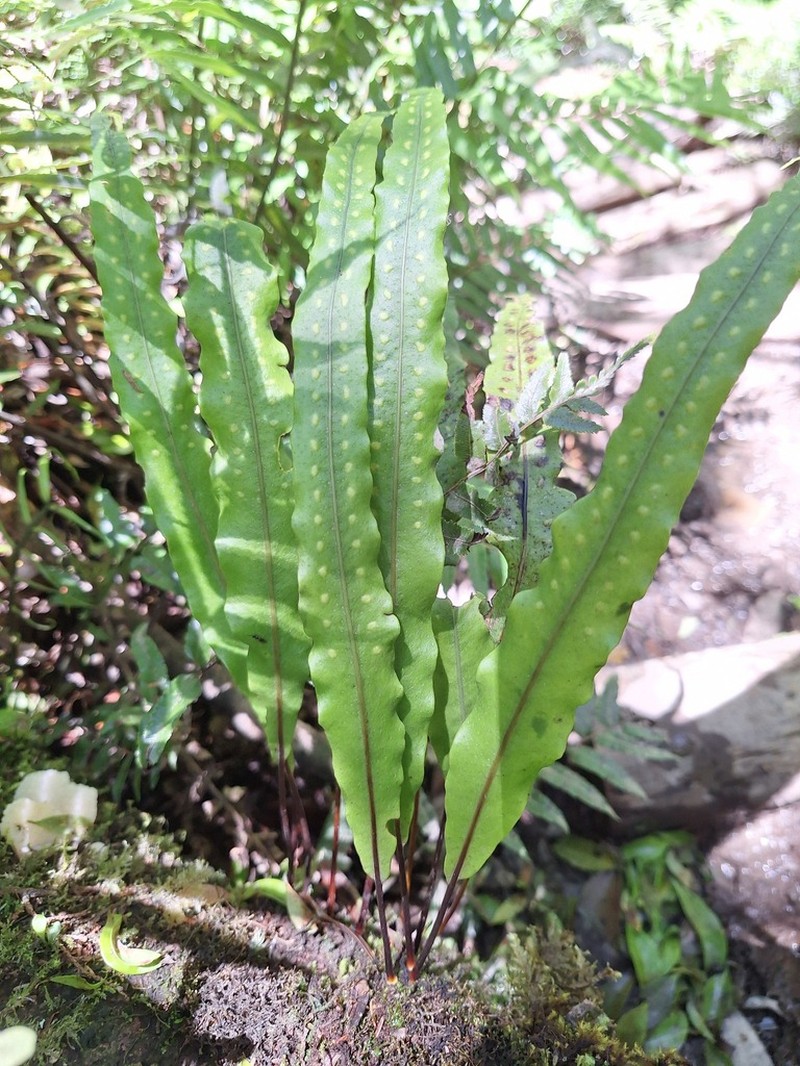 Lepisorus obscure-venulosus photo 6