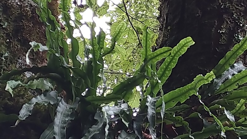 Lepisorus obscure-venulosus photo 7