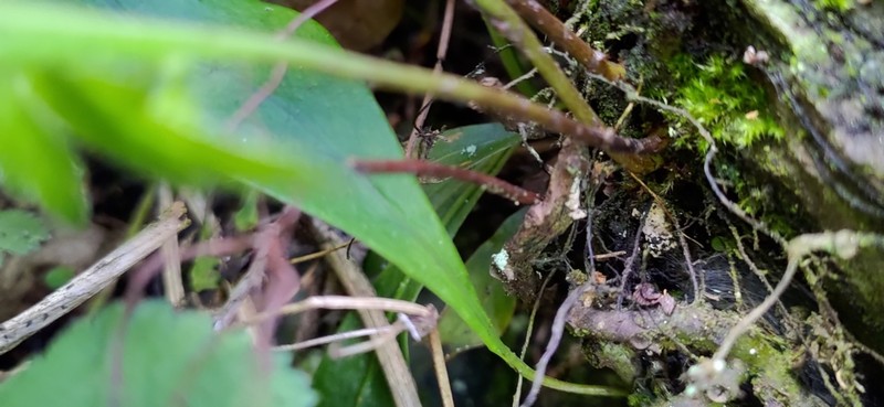 Lepisorus obscure-venulosus photo 8