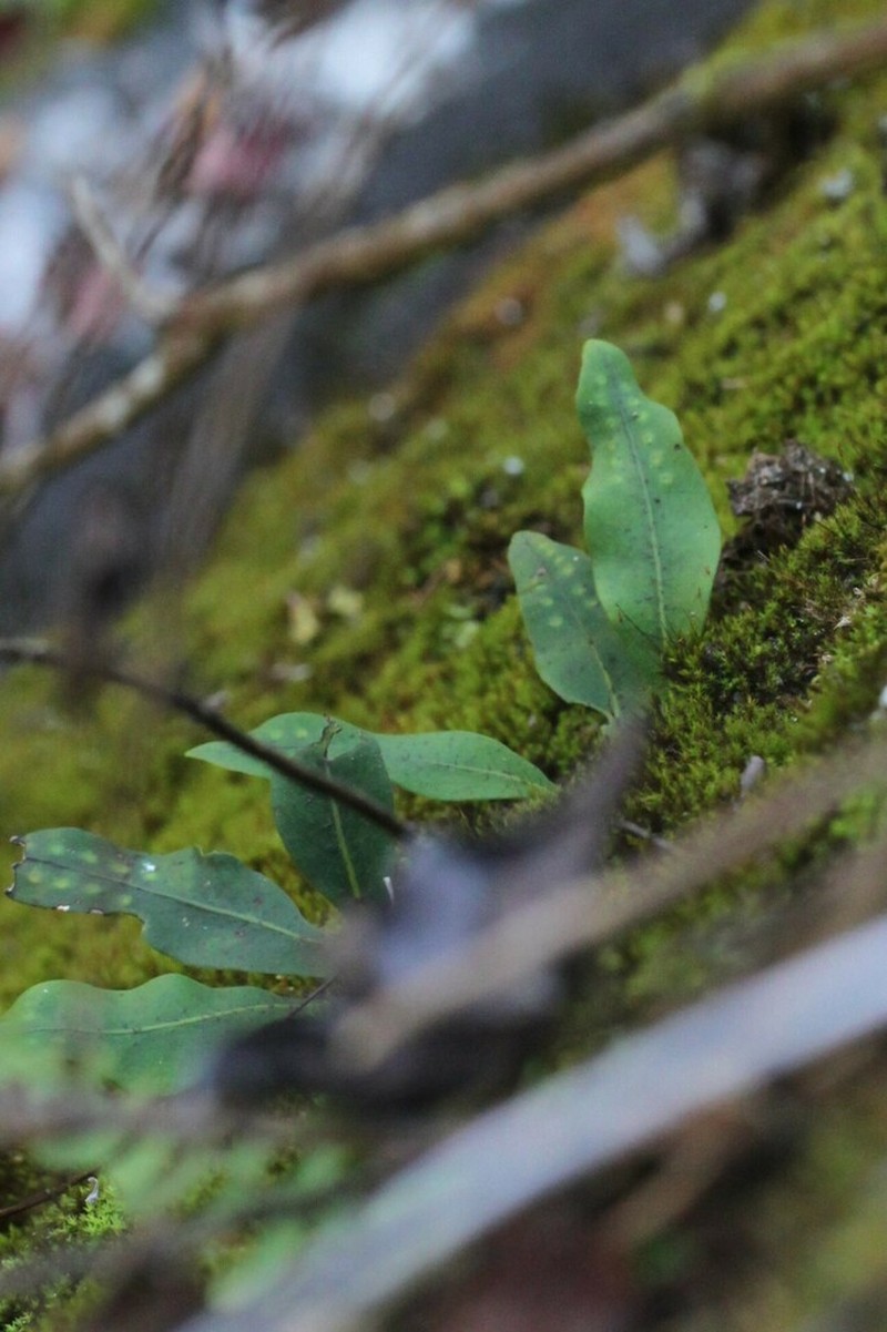 Lepisorus oligolepidus