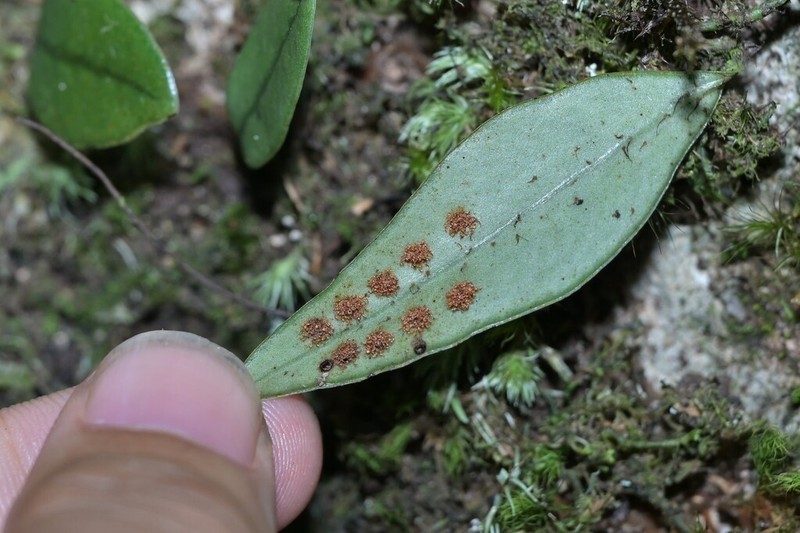 Lepisorus oligolepidus photo 2