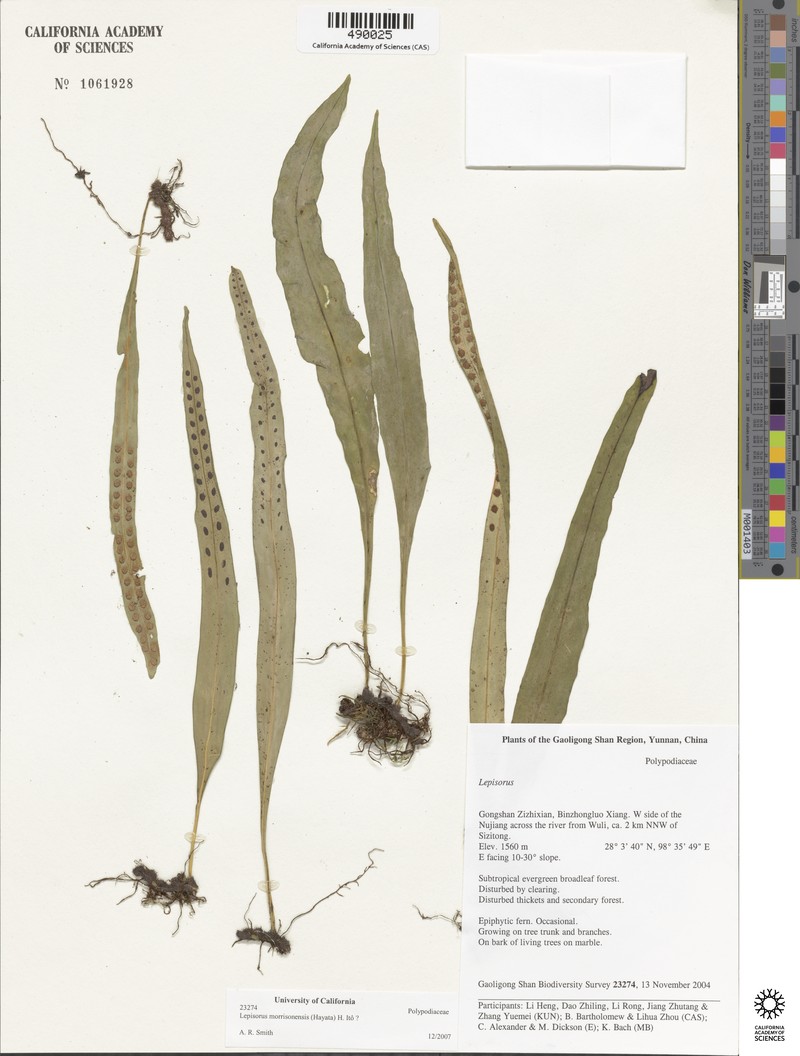 Lepisorus oligolepidus photo 3