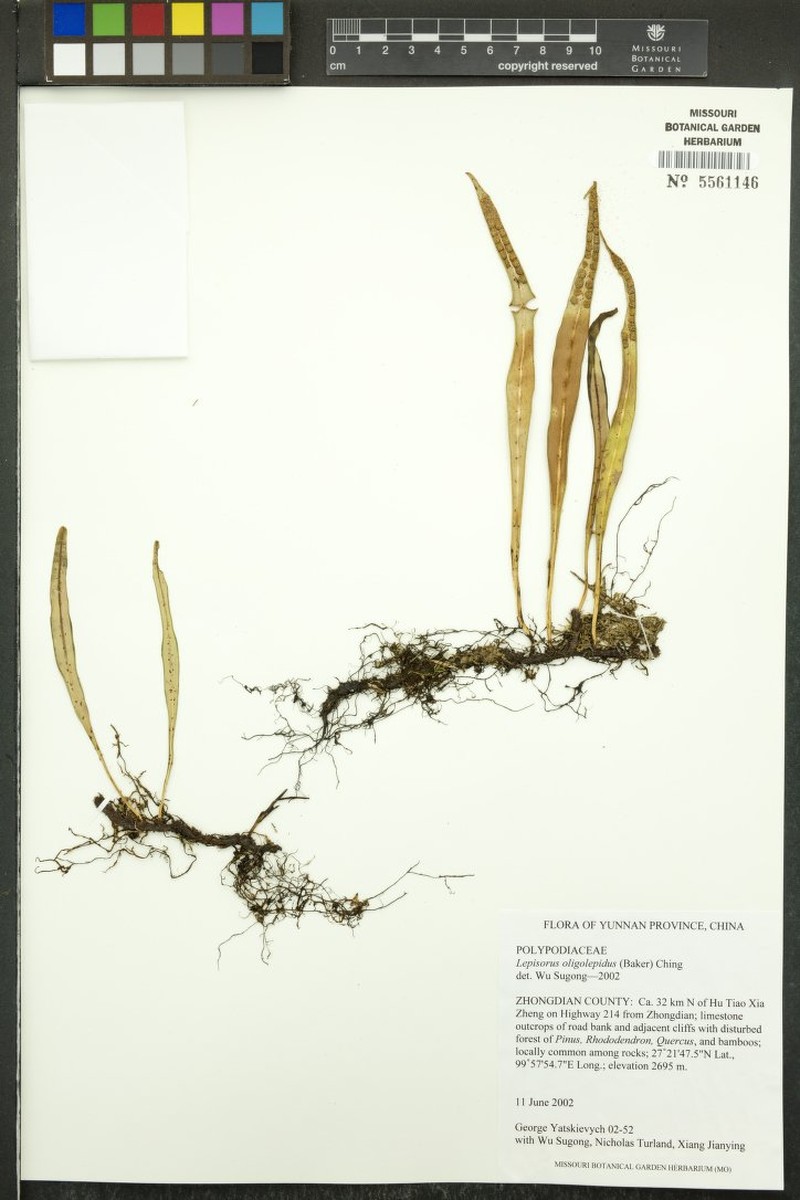 Lepisorus oligolepidus photo 4