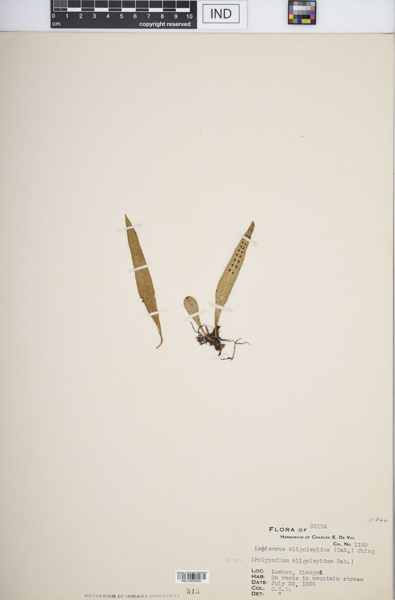 Lepisorus oligolepidus photo 5