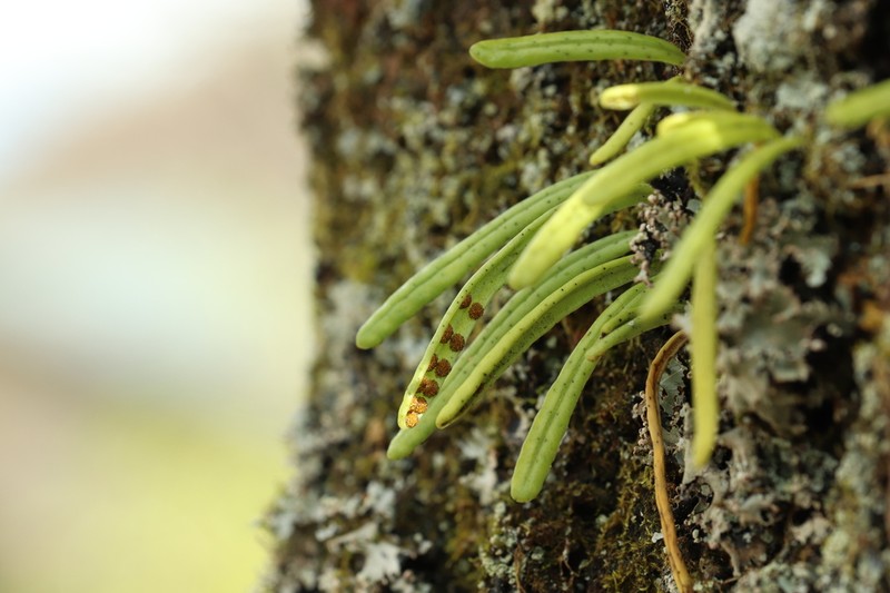 Lepisorus onoei