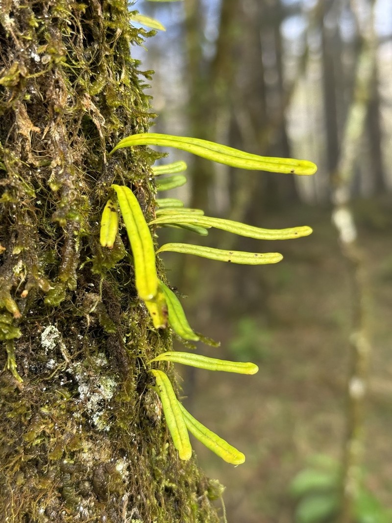 Lepisorus onoei photo 2