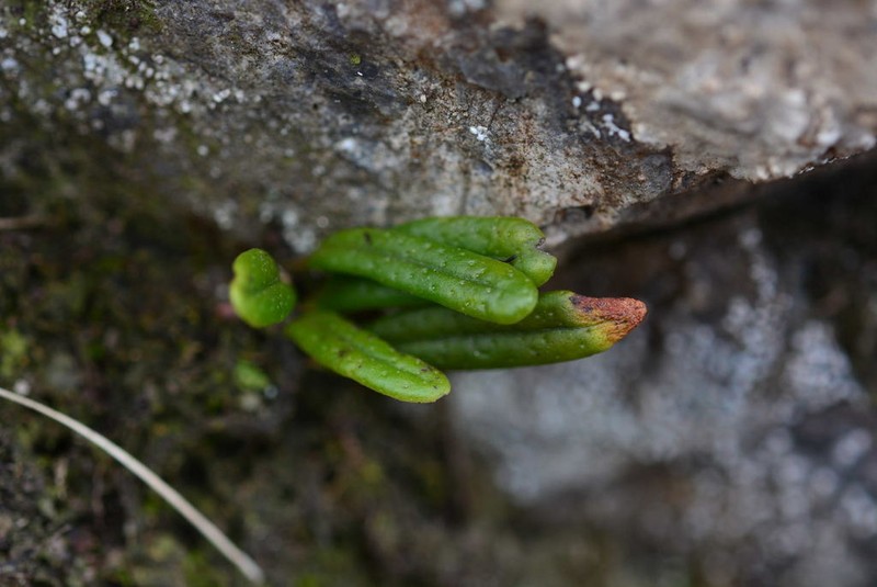 Lepisorus onoei photo 3