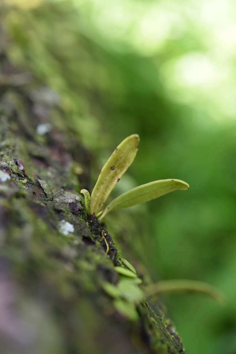 Lepisorus onoei photo 4