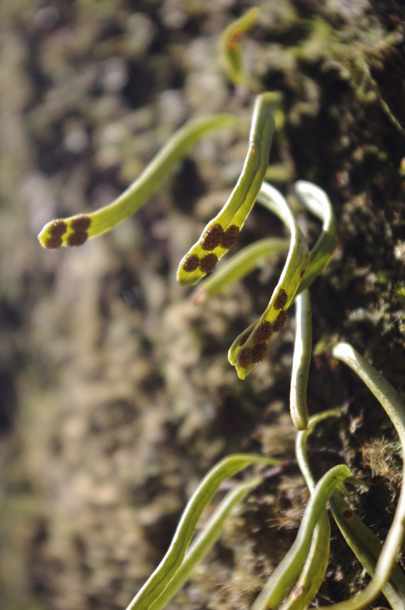 Lepisorus onoei photo 5