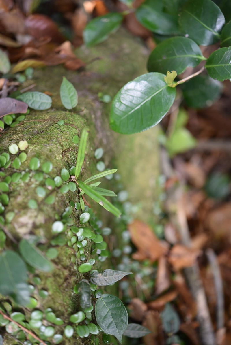 Lepisorus onoei photo 6