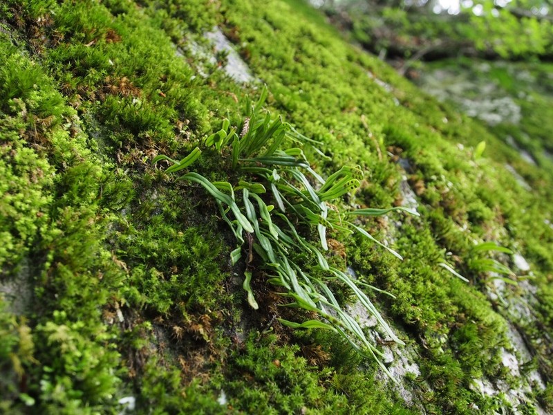 Lepisorus onoei photo 7