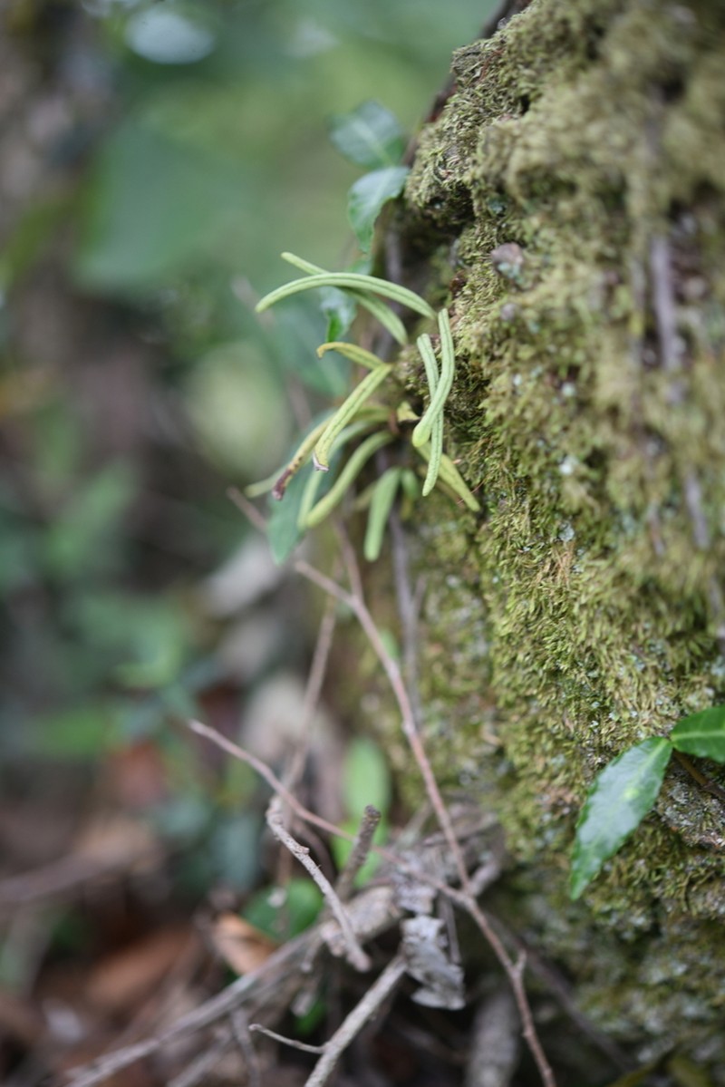 Lepisorus onoei photo 8