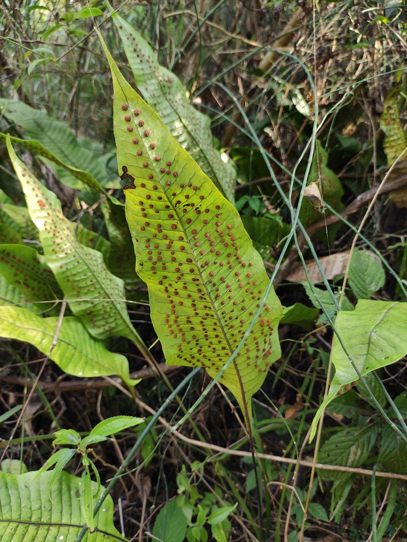 Lepisorus ovatus photo 4