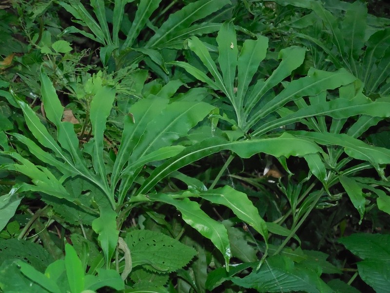 Lepisorus palmatopedatus photo 2