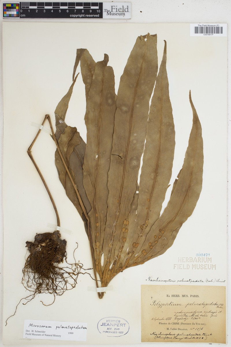 Lepisorus palmatopedatus photo 3