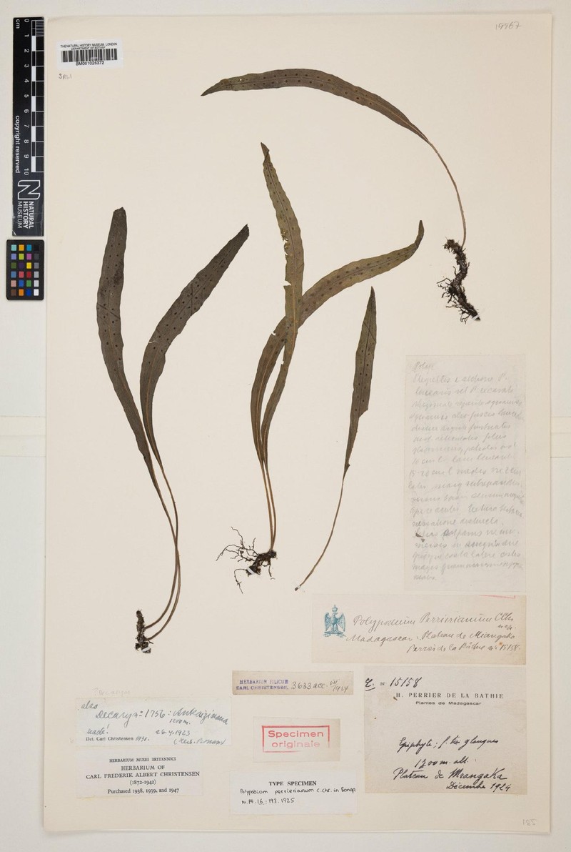 Lepisorus perrierianus photo 2