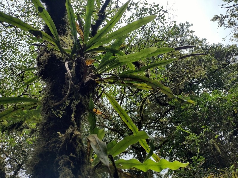 Lepisorus platyrhynchos