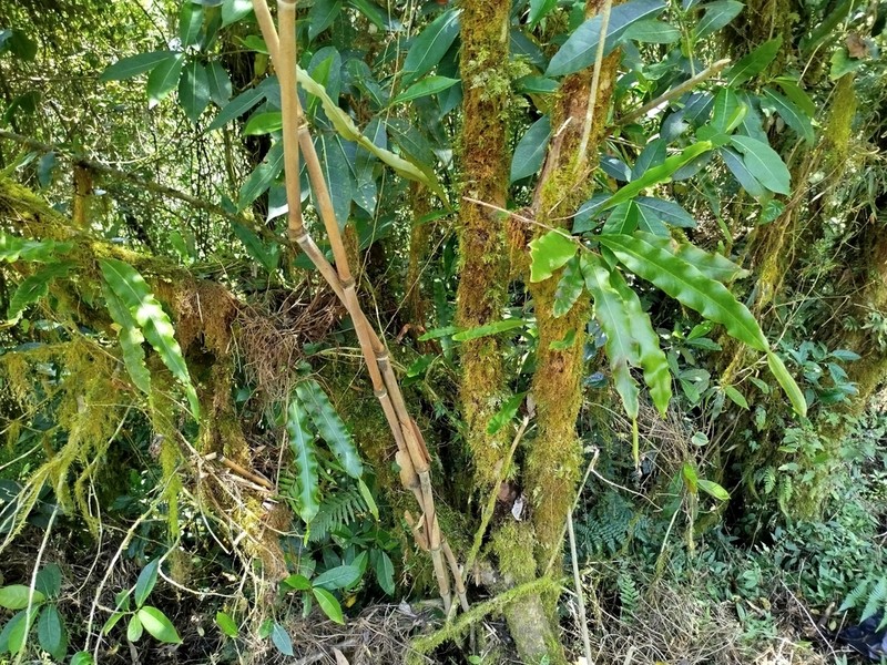 Lepisorus platyrhynchos photo 2