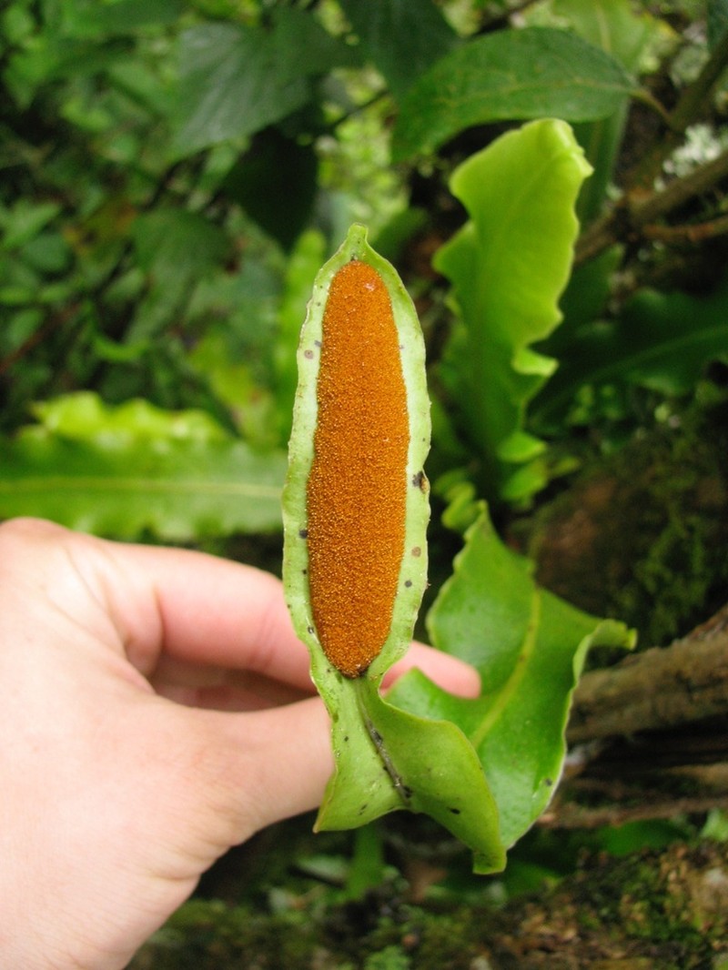 Lepisorus platyrhynchos photo 5