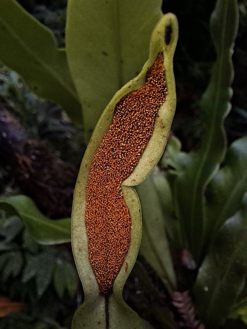 Lepisorus platyrhynchos photo 6