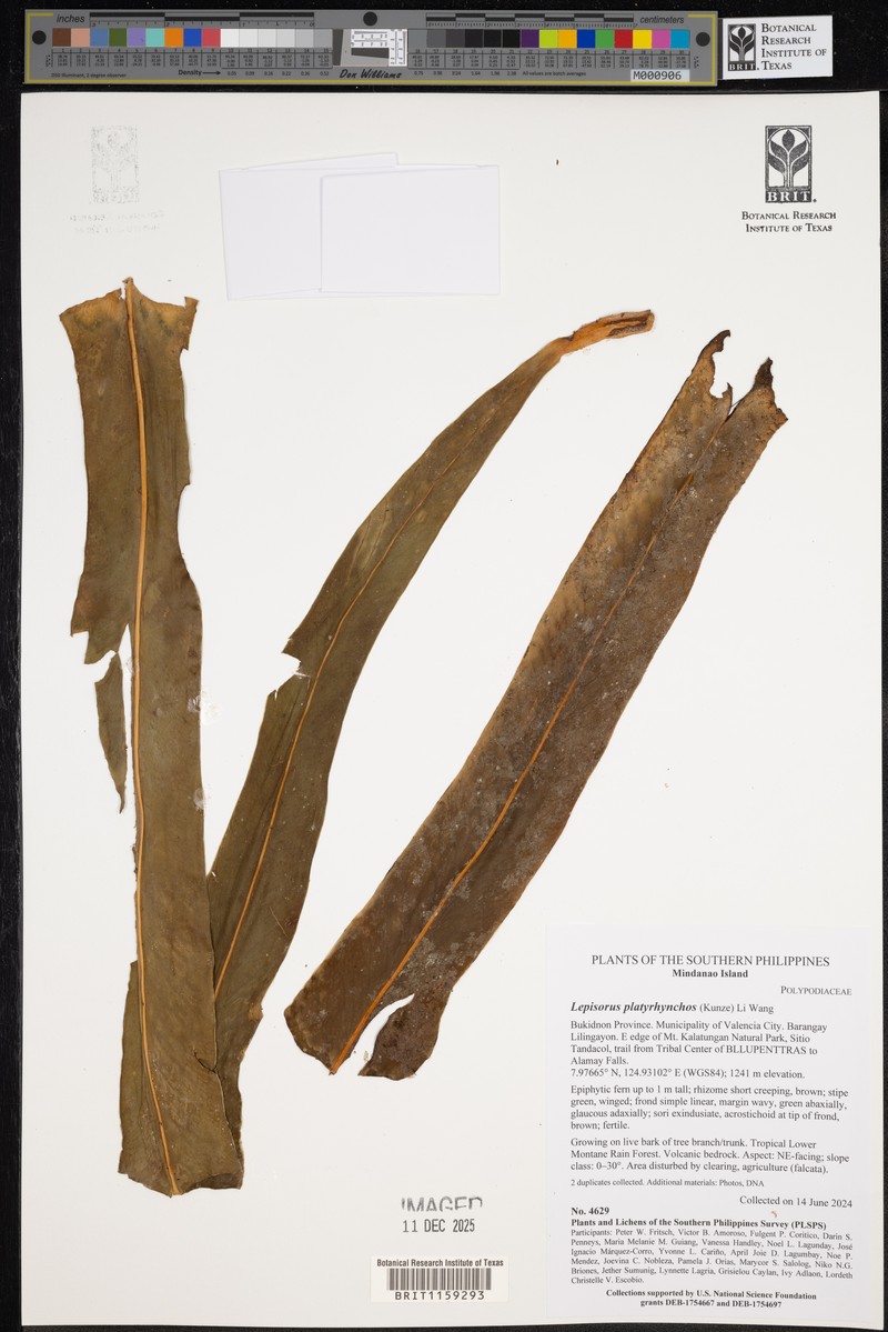 Lepisorus platyrhynchos photo 7