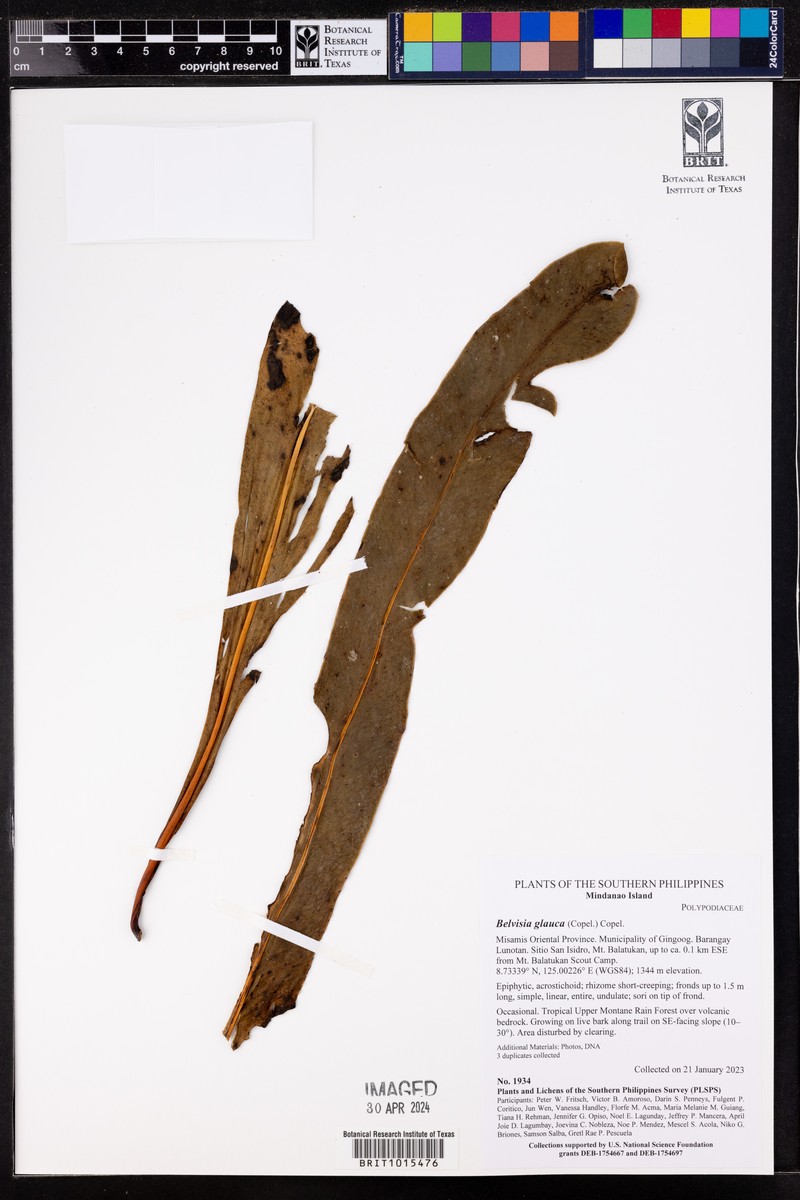 Lepisorus platyrhynchos photo 8