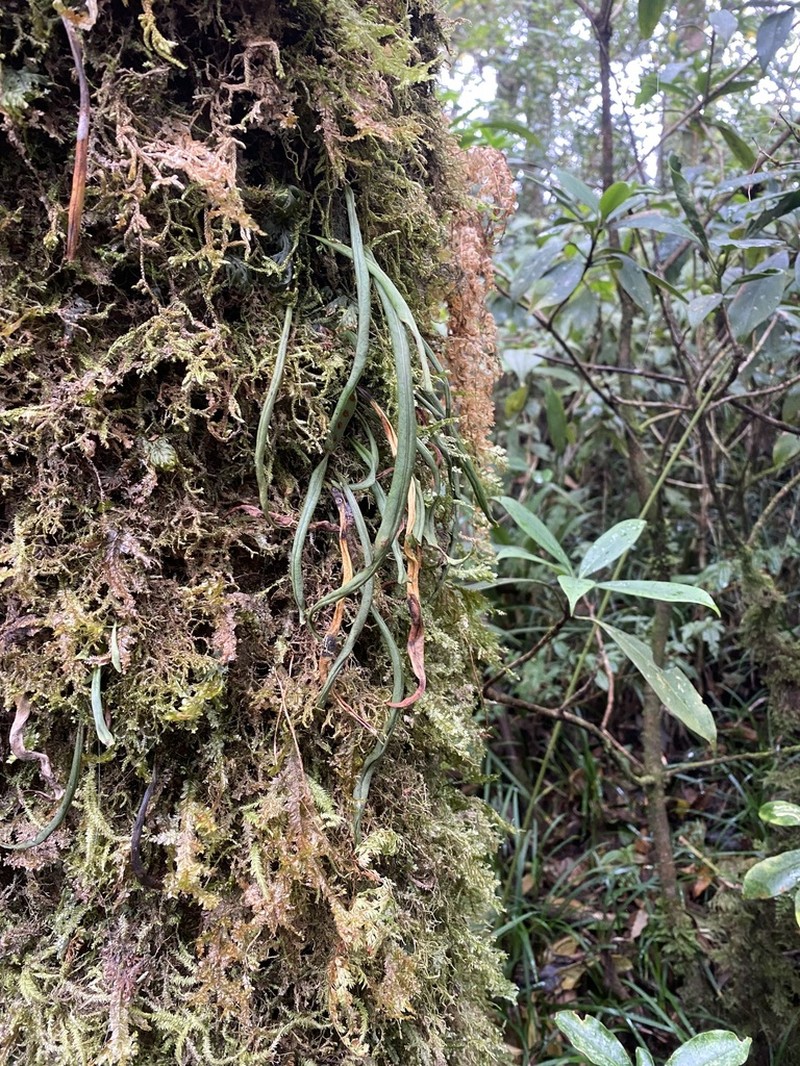 Lepisorus pseudonudus photo 2
