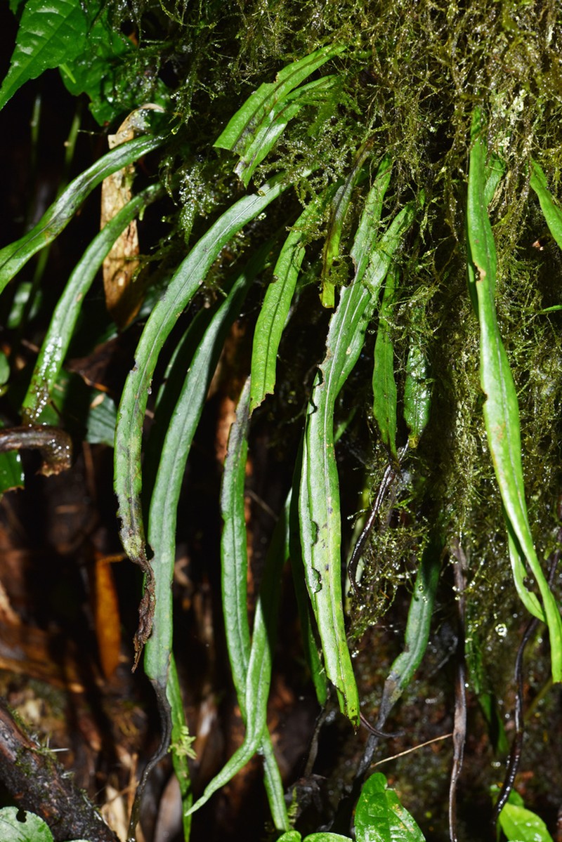 Lepisorus pseudonudus photo 3