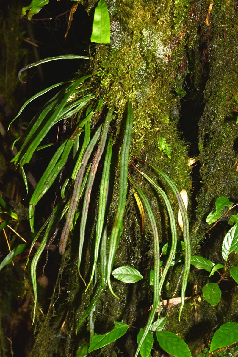 Lepisorus pseudonudus photo 4