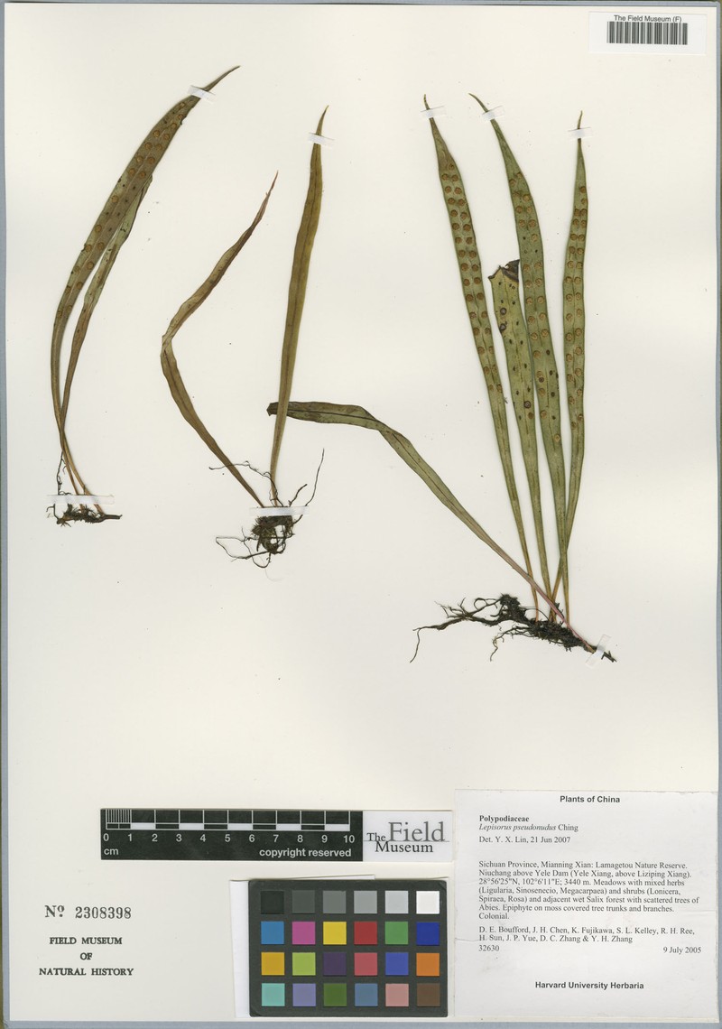 Lepisorus pseudonudus photo 5